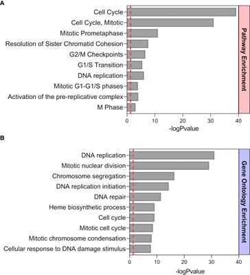 Splenic B1 B Cells Acquire a Proliferative and Anti-Inflamatory Profile During Pregnancy in Mice